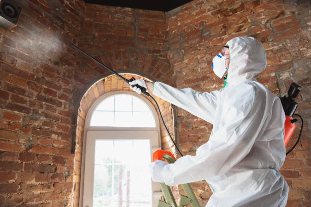 Why You Should Choose Our Mold Remediation Services in Carney, MD